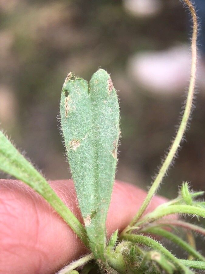 Scorpiurus vermiculatus — related species from the same genus