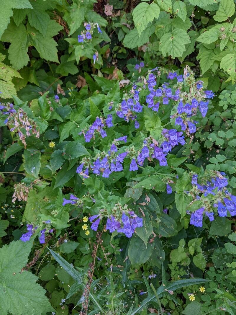 Penstemon serrulatus leaf