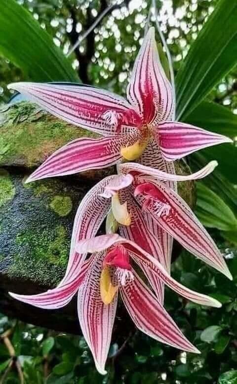 Paphiopedilum rothschildianum flower