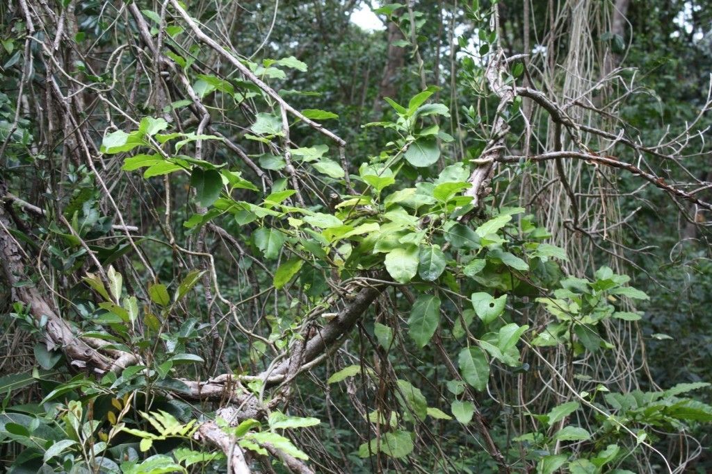 Oxera balansae habit