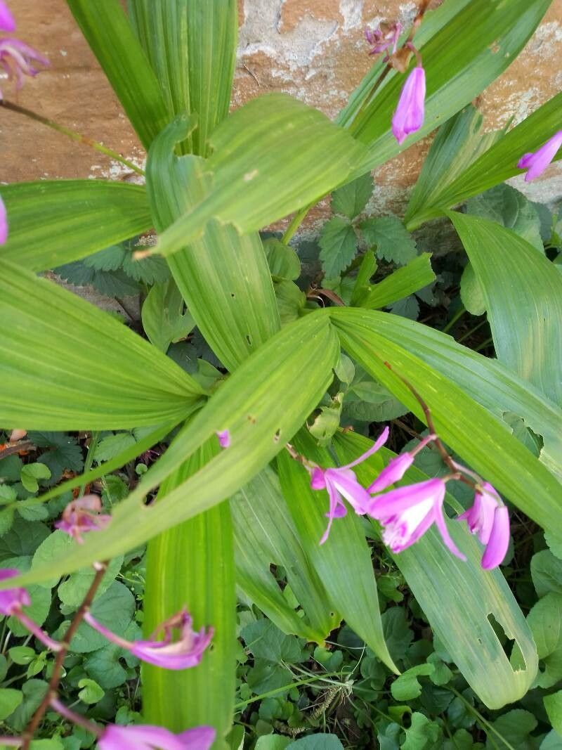 Bletilla striata — search result for 'Orchid'