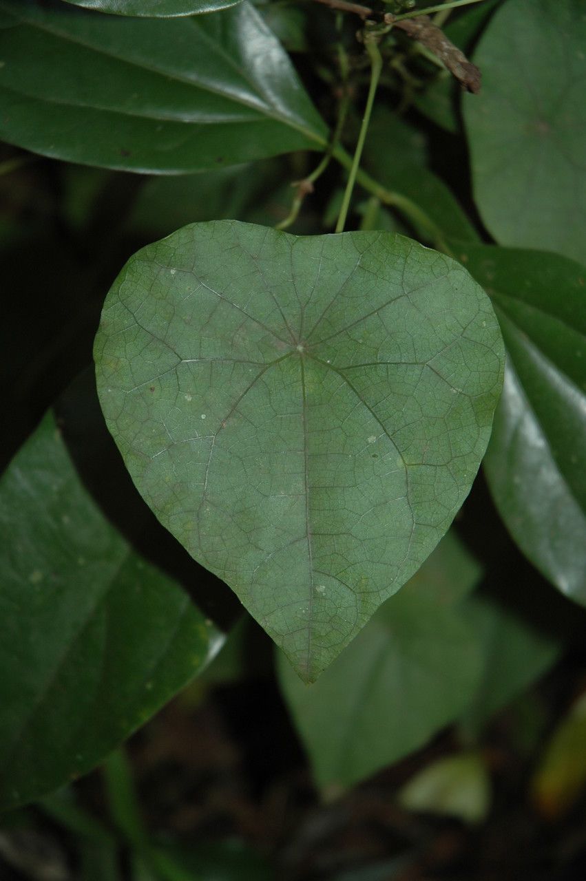 Cyclea peltata — search result for 'Menispermaceae'