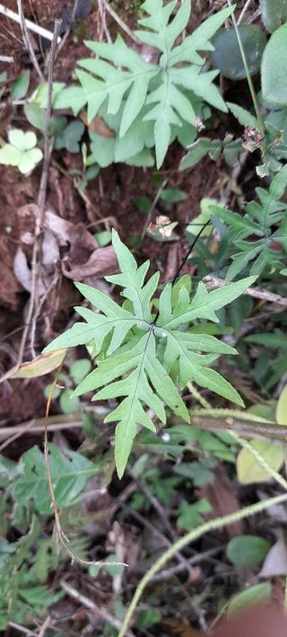 Hemionitis lorentzii — houseplant care guide