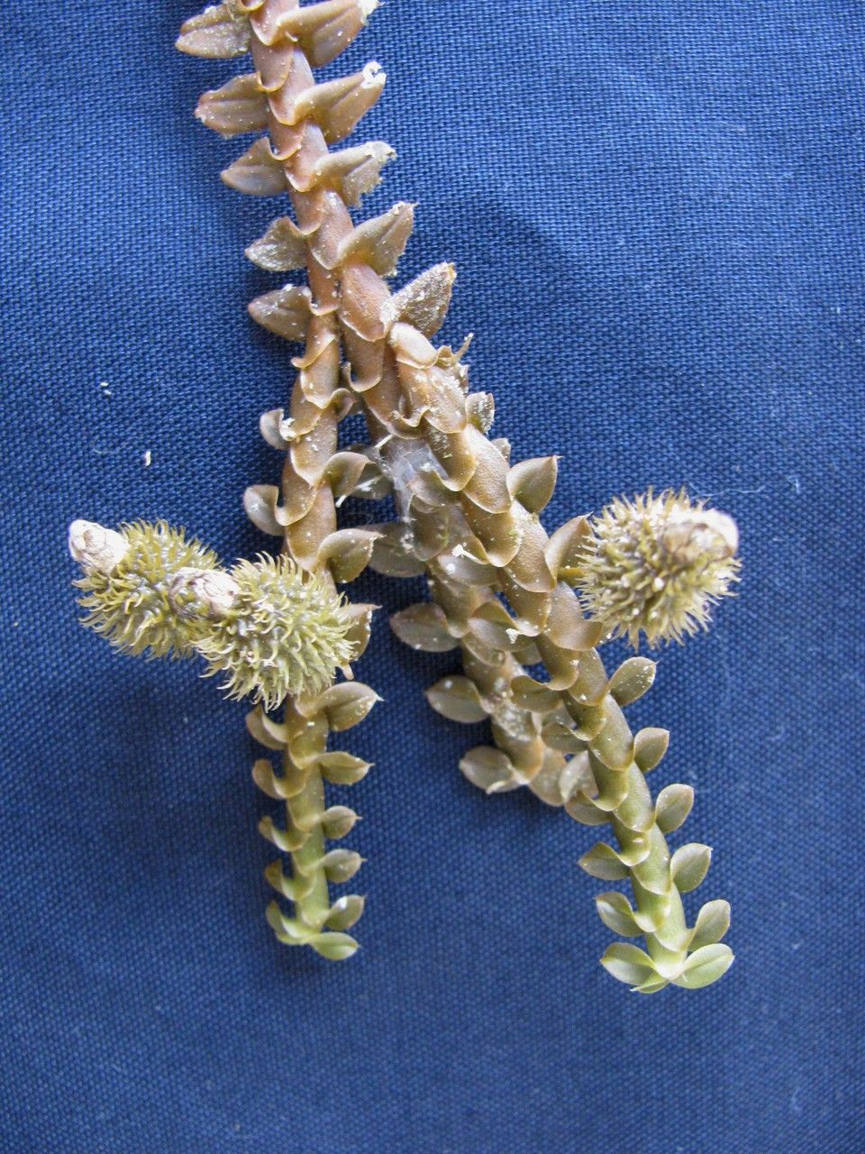 Dichaea costaricensis other