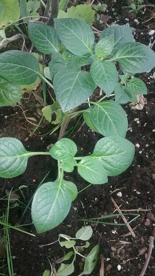 Jaltomata procumbens leaf