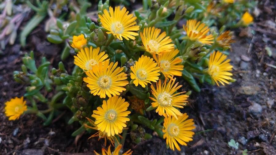 Malephora crocea flower