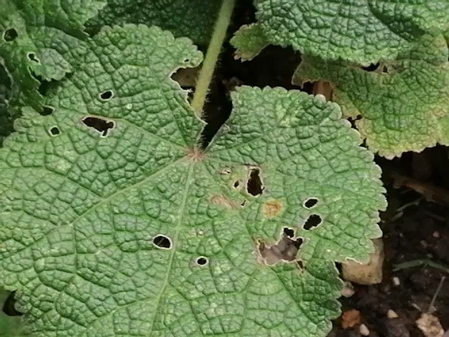 Alcea biennis leaf