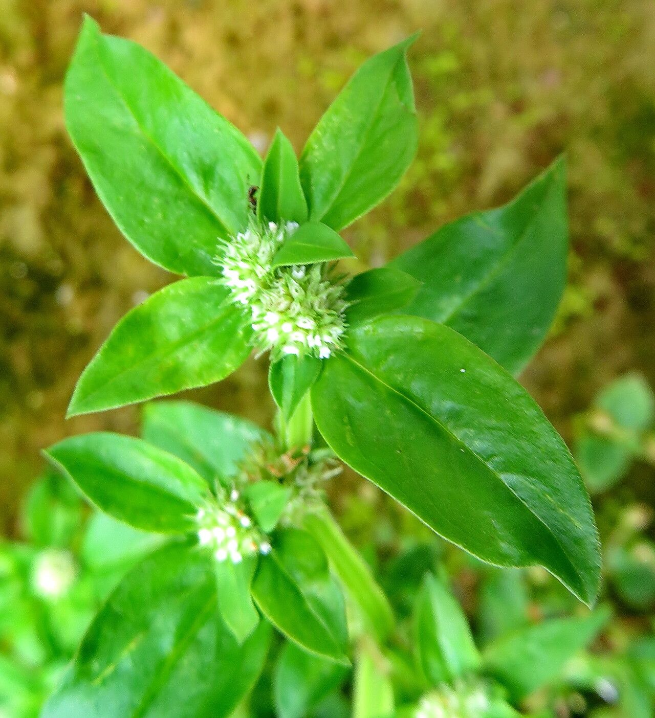 Spermacoce exilis flower