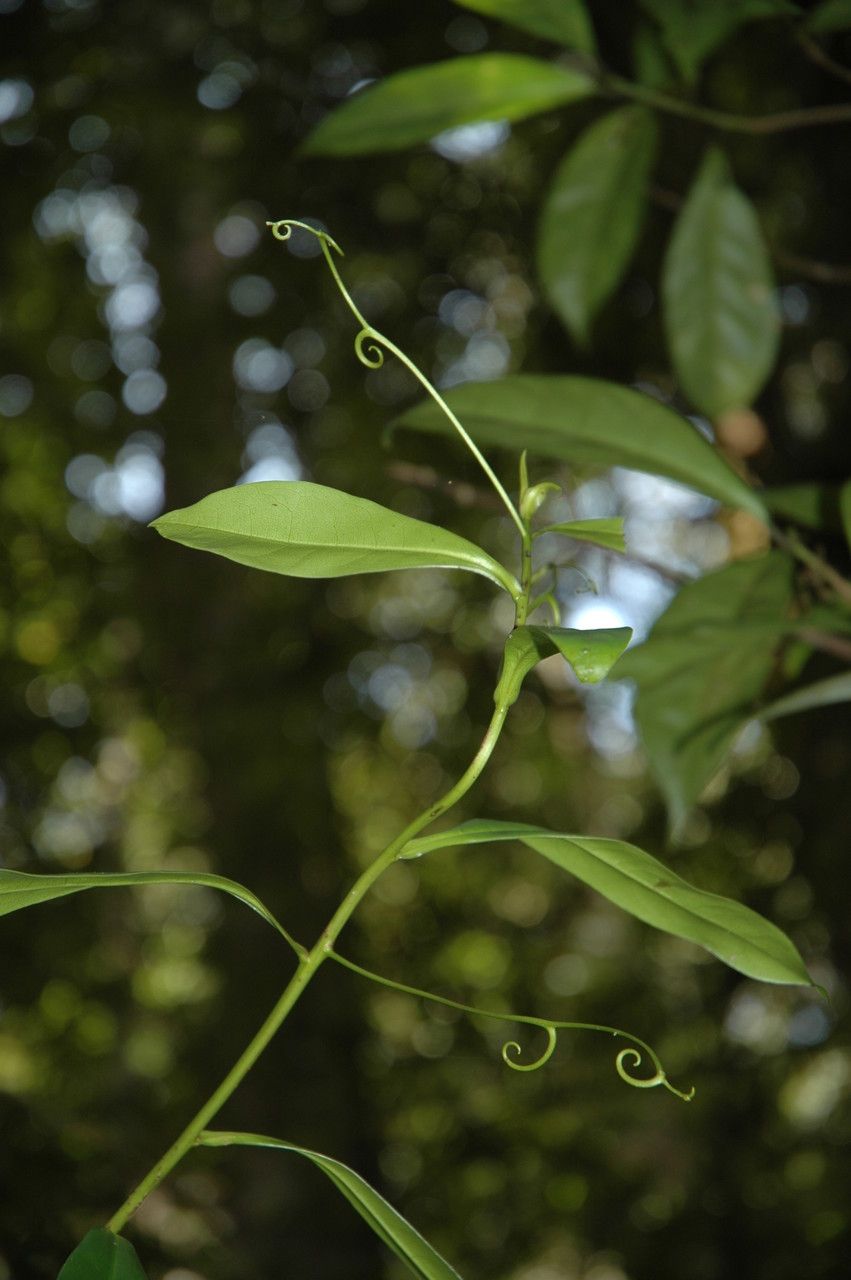 Ancistrocladus heyneanus habit