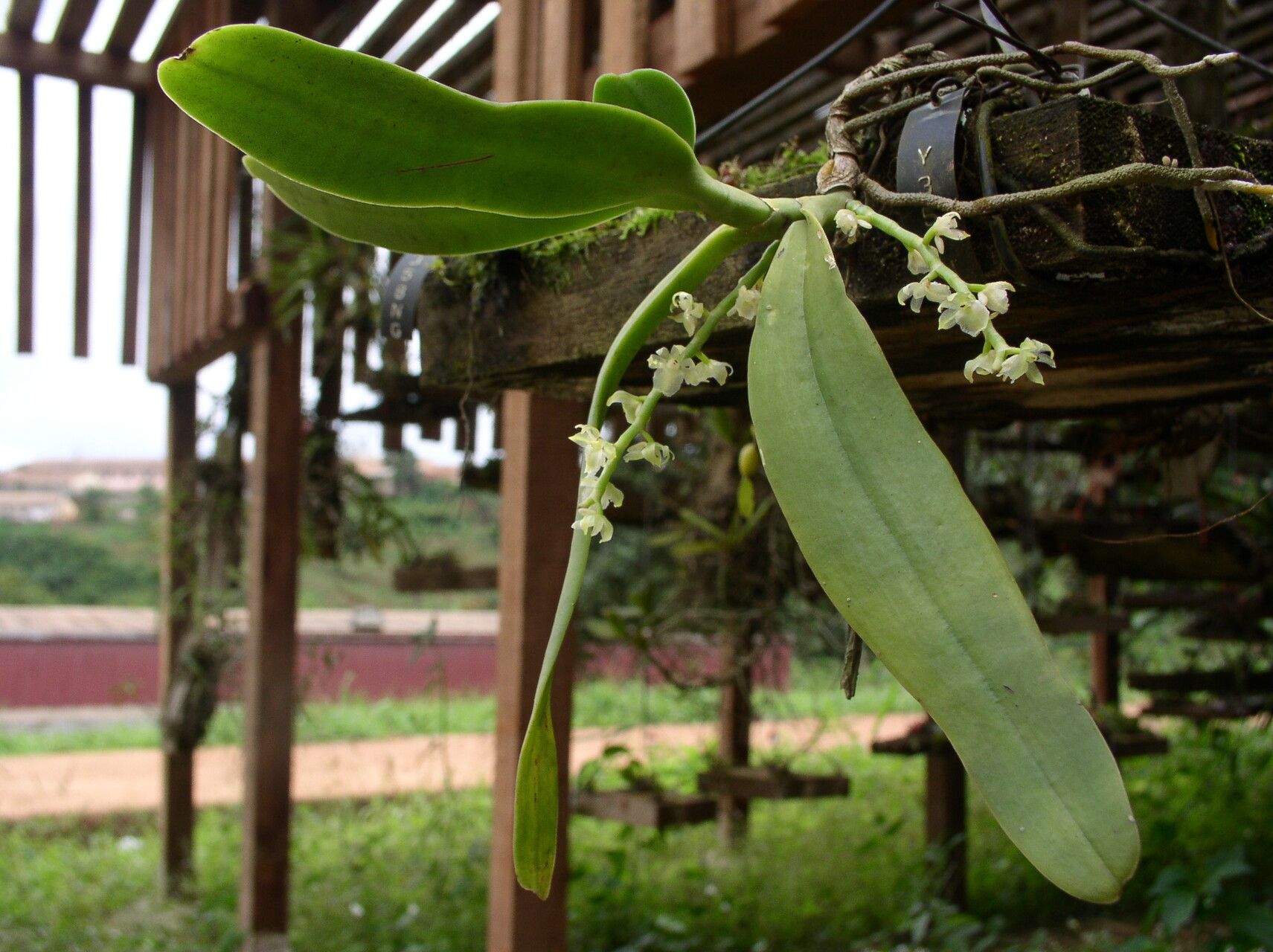 Diaphananthe suborbicularis habit