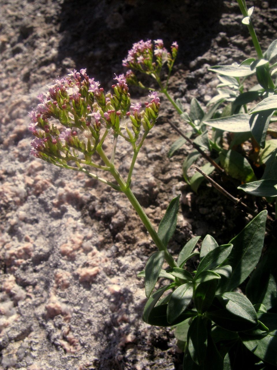 Centranthus trinervis flower