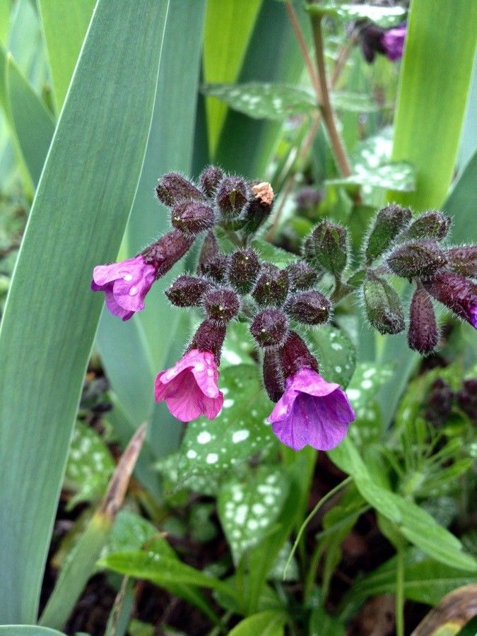 Pulmonaria affinis flower