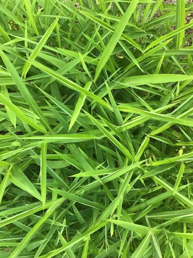 Spodiopogon sibiricus — search result for 'Mongolia'