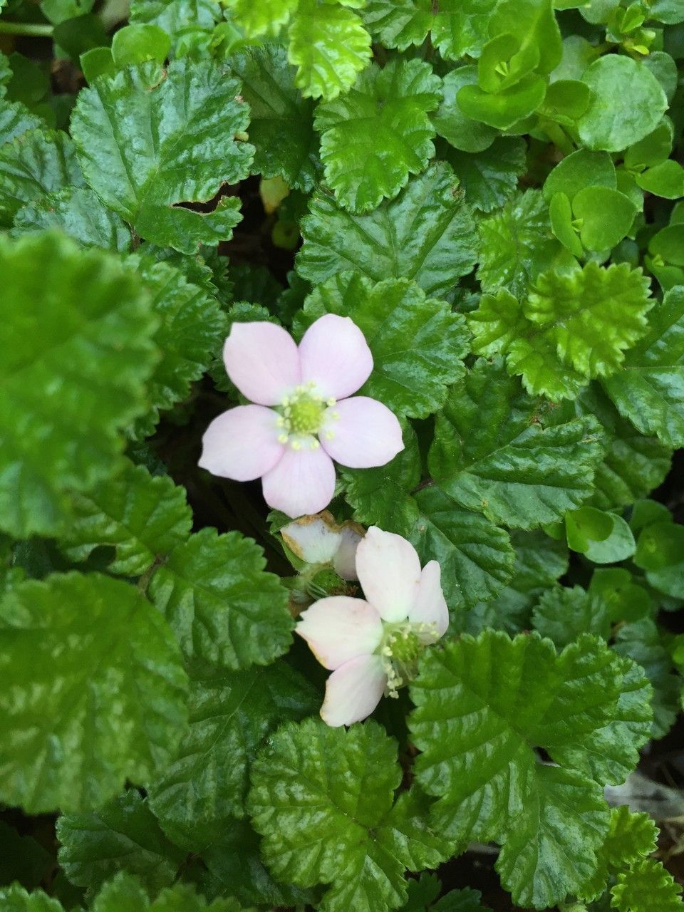 Rubus radicans habit