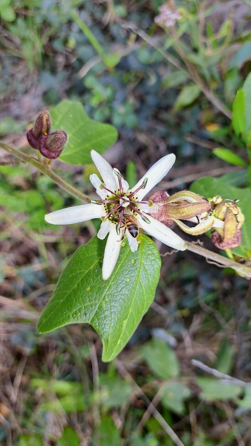 Passiflora sexflora — search result for 'Passiflora'