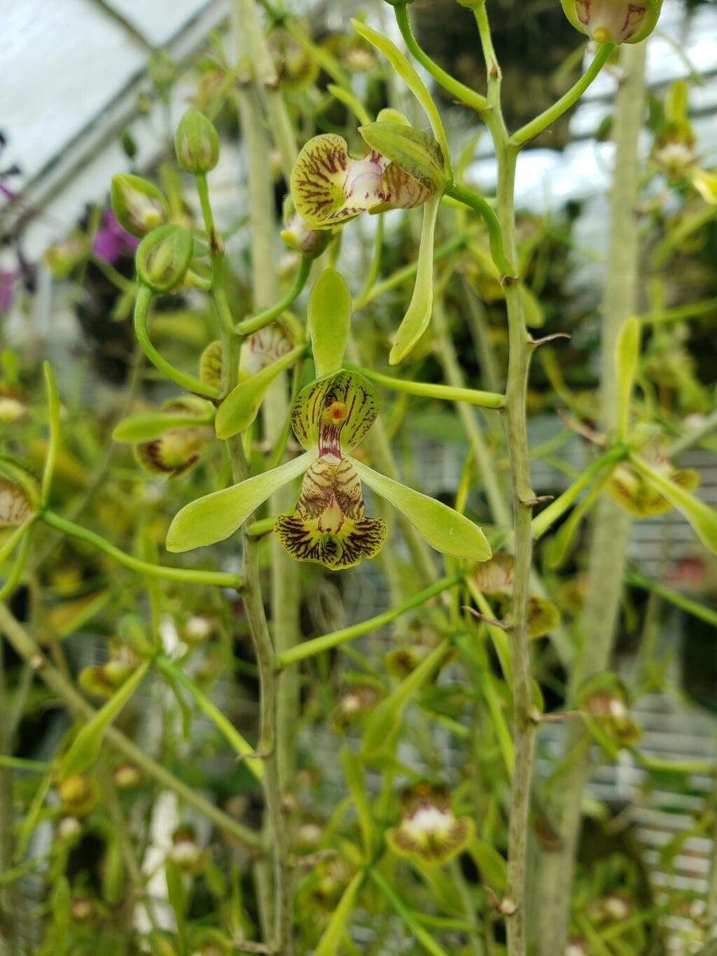Eulophia calcarata flower