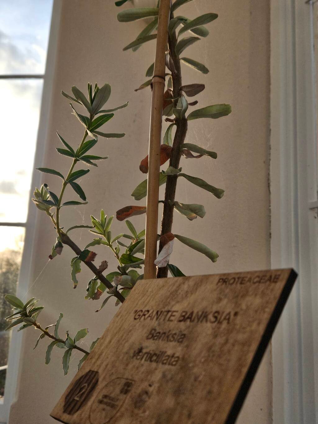 Banksia verticillata habit