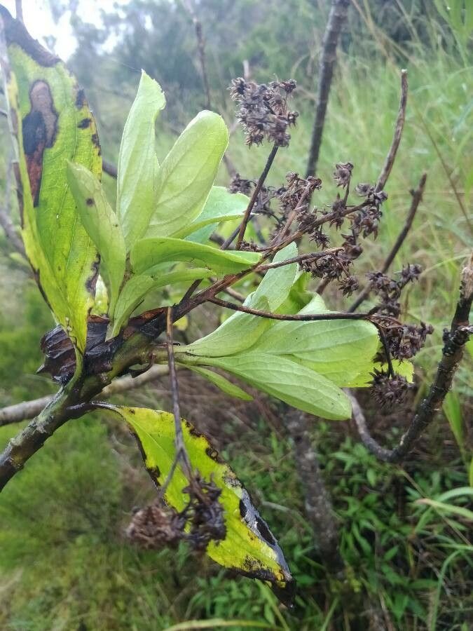 Psiadia boivinii fruit