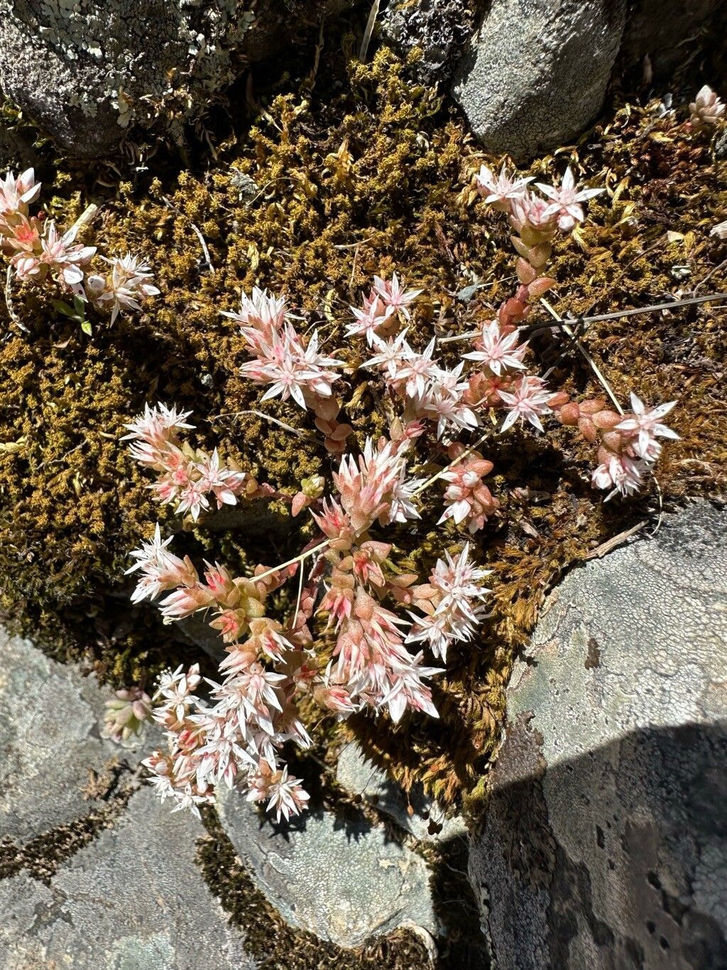 Sedum arenarium flower