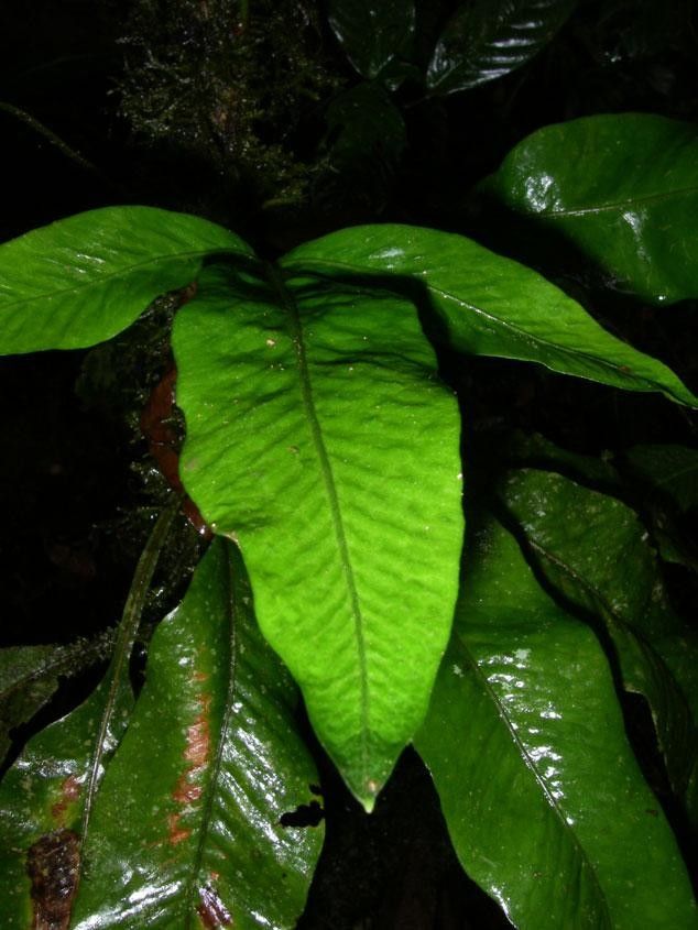 Pleopeltis bradeorum leaf