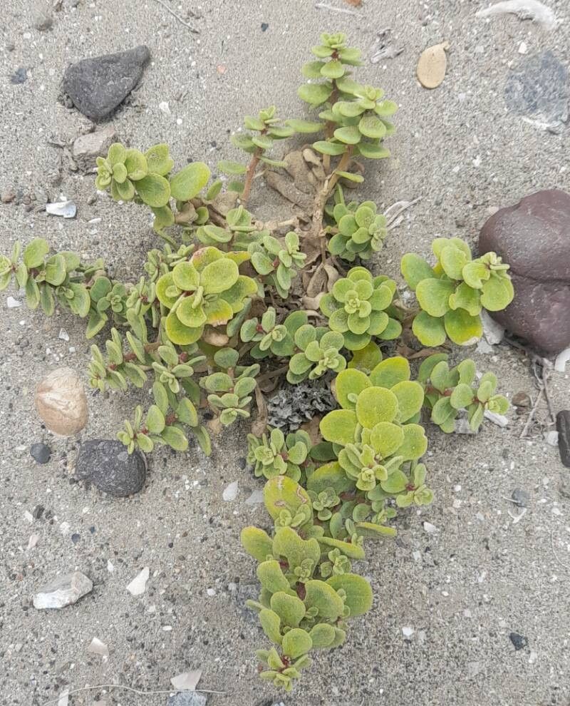 Tetragonia maritima habit