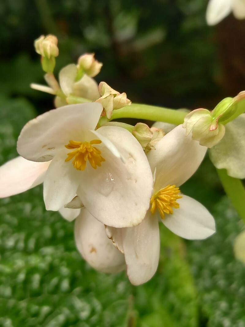 Begonia gehrtii flower