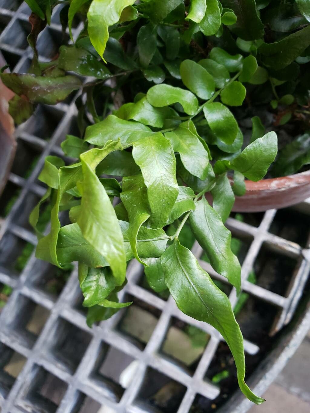 Arthropteris tenella — houseplant care guide