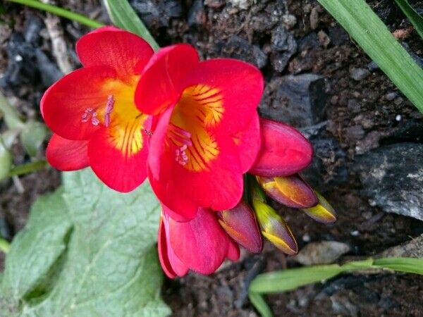 Freesia x hybrida leaf