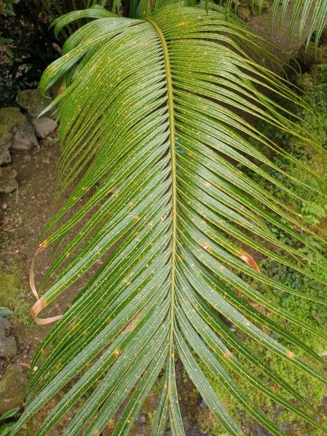 Cycas bougainvilleana