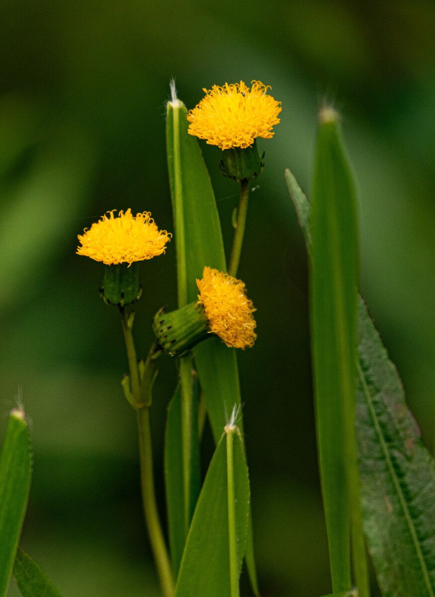 Crassocephalum paludum flower