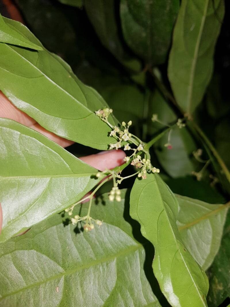 Crossopetalum parviflorum flower