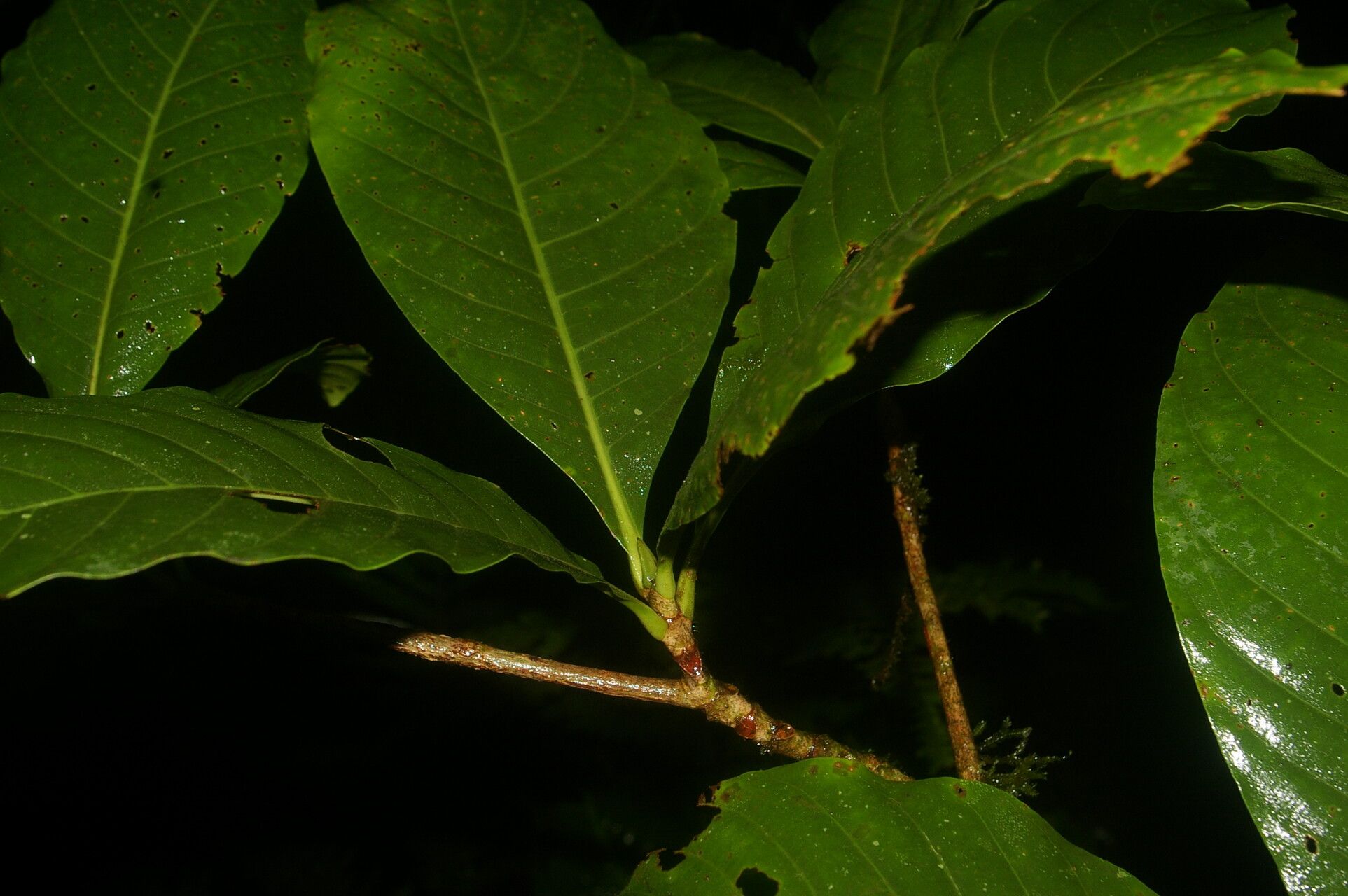 Warszewiczia uxpanapensis — related species from the same genus