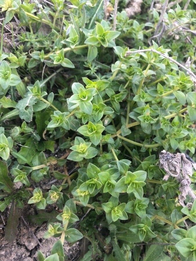 Lysimachia arvensis leaf