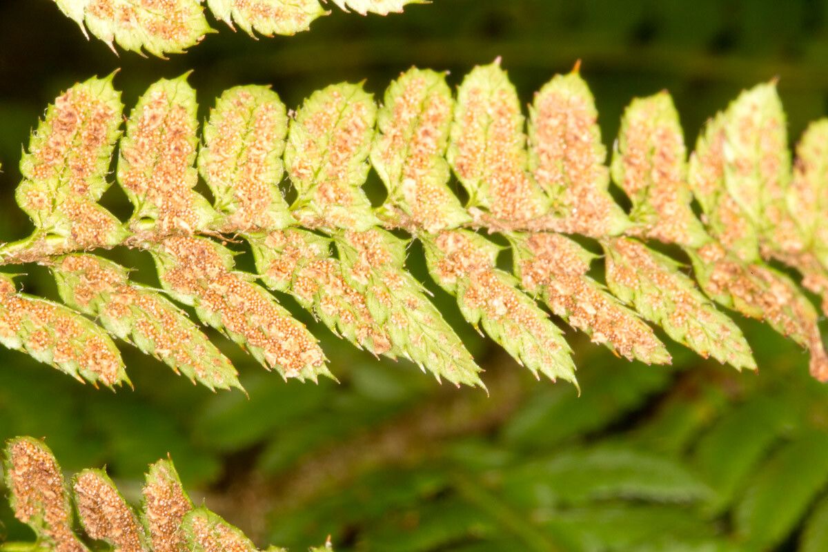 Polystichum setiferum fruit