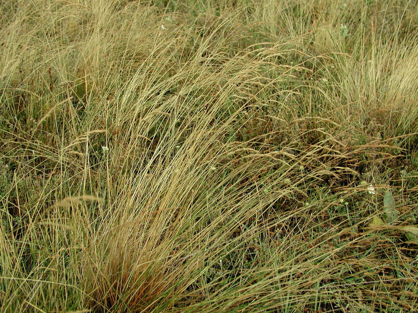 Agrostis castellana habit