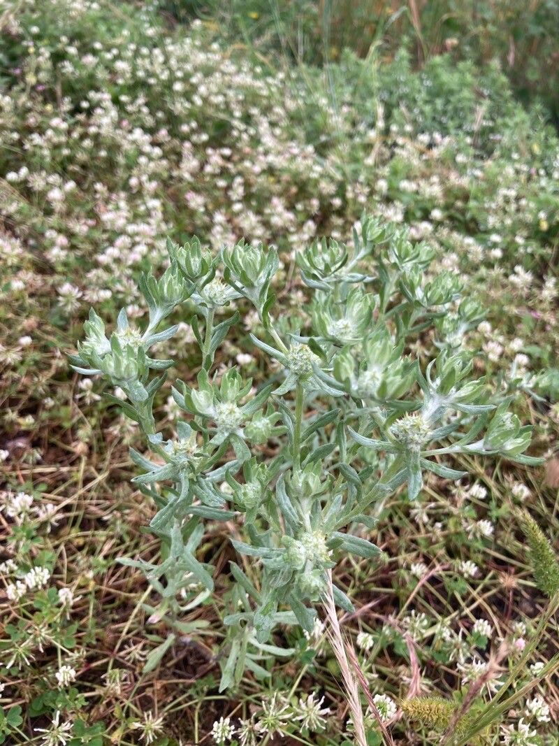 Filago lutescens leaf