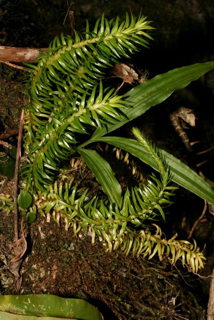 Phlegmariurus schlechteri habit