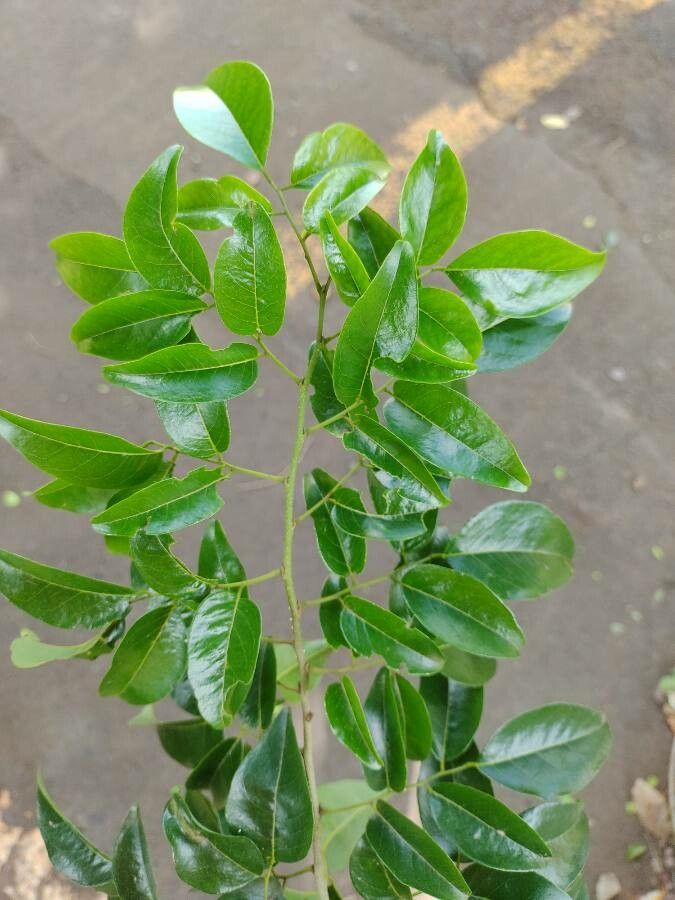 Poecilanthe parviflora leaf