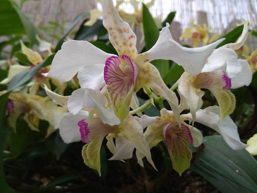 Dendrobium eximium flower