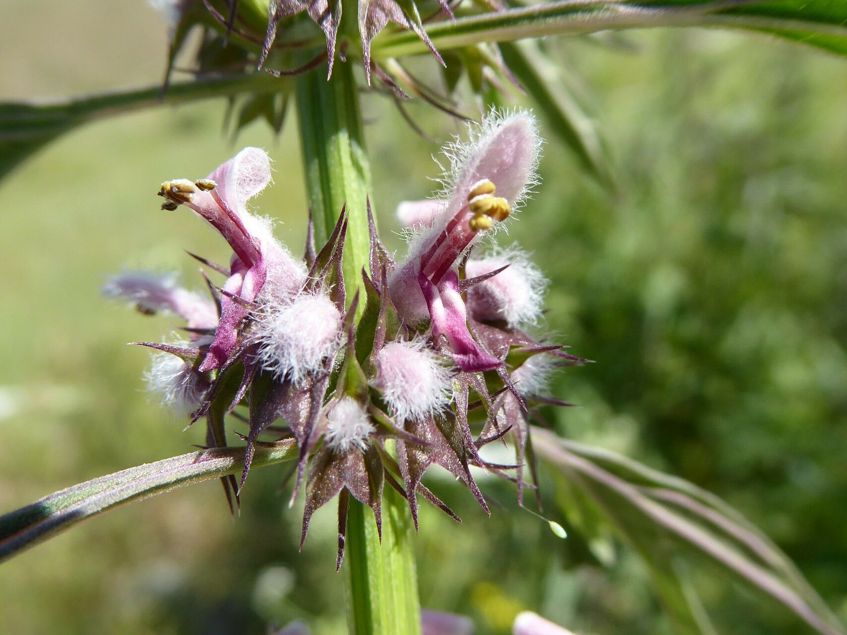 Leonurus turkestanicus — search result for 'Leonurus'