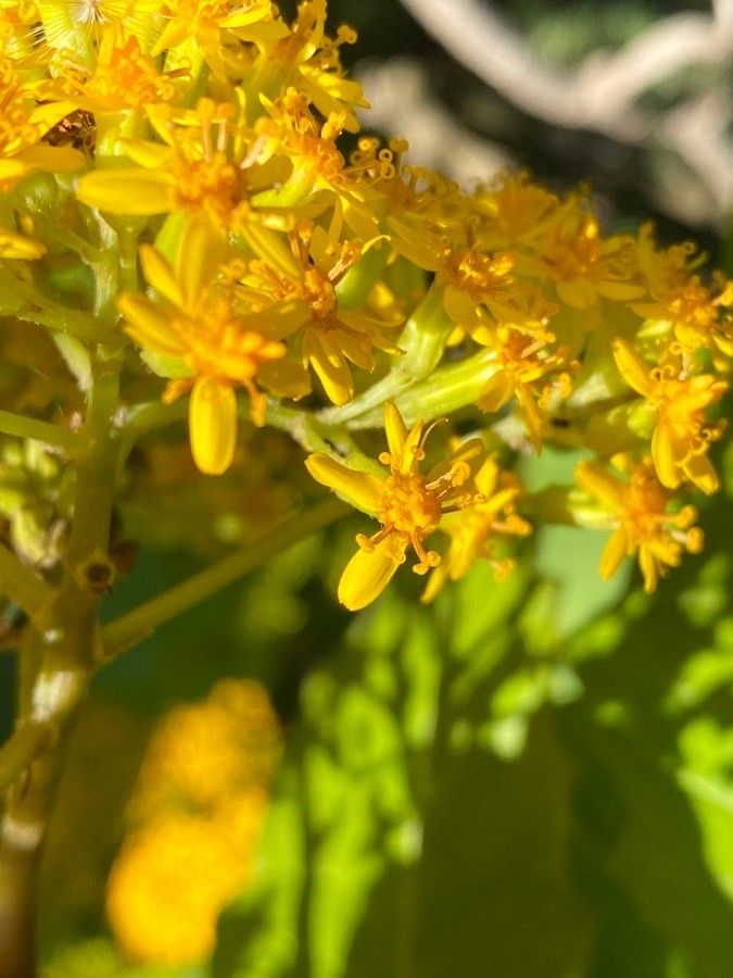 Senecio grandiflorus flower