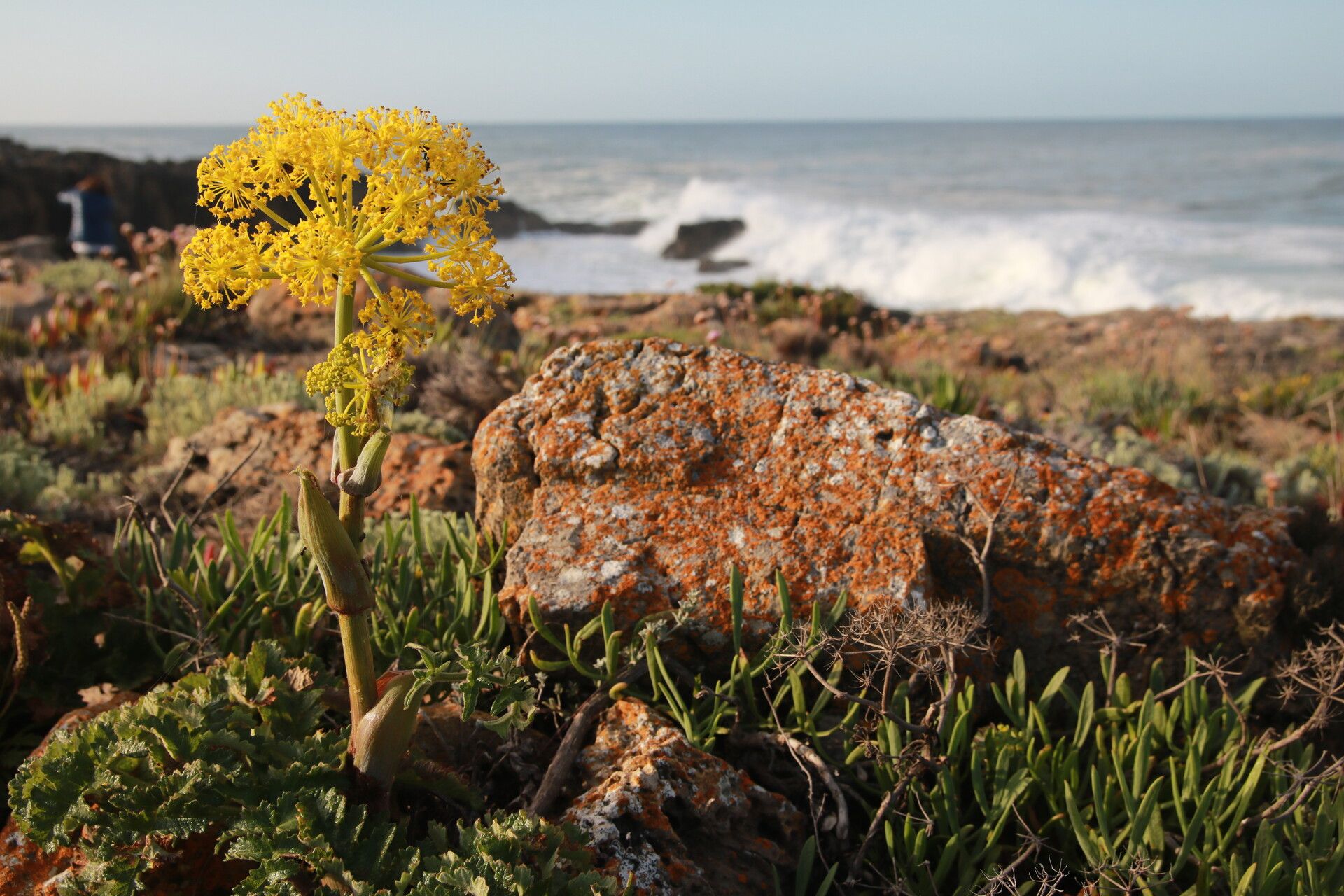Thapsia nitida flower