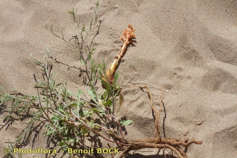 Orobanche centaurina — houseplant care guide