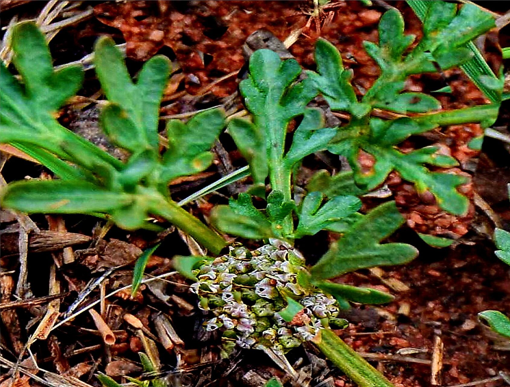 Cymopterus glomeratus — related species from the same genus