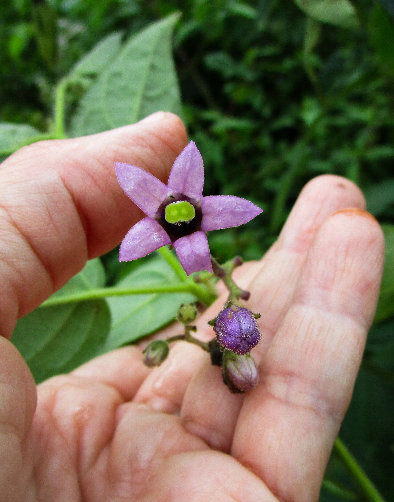 Solanum sciadostylis — houseplant care guide