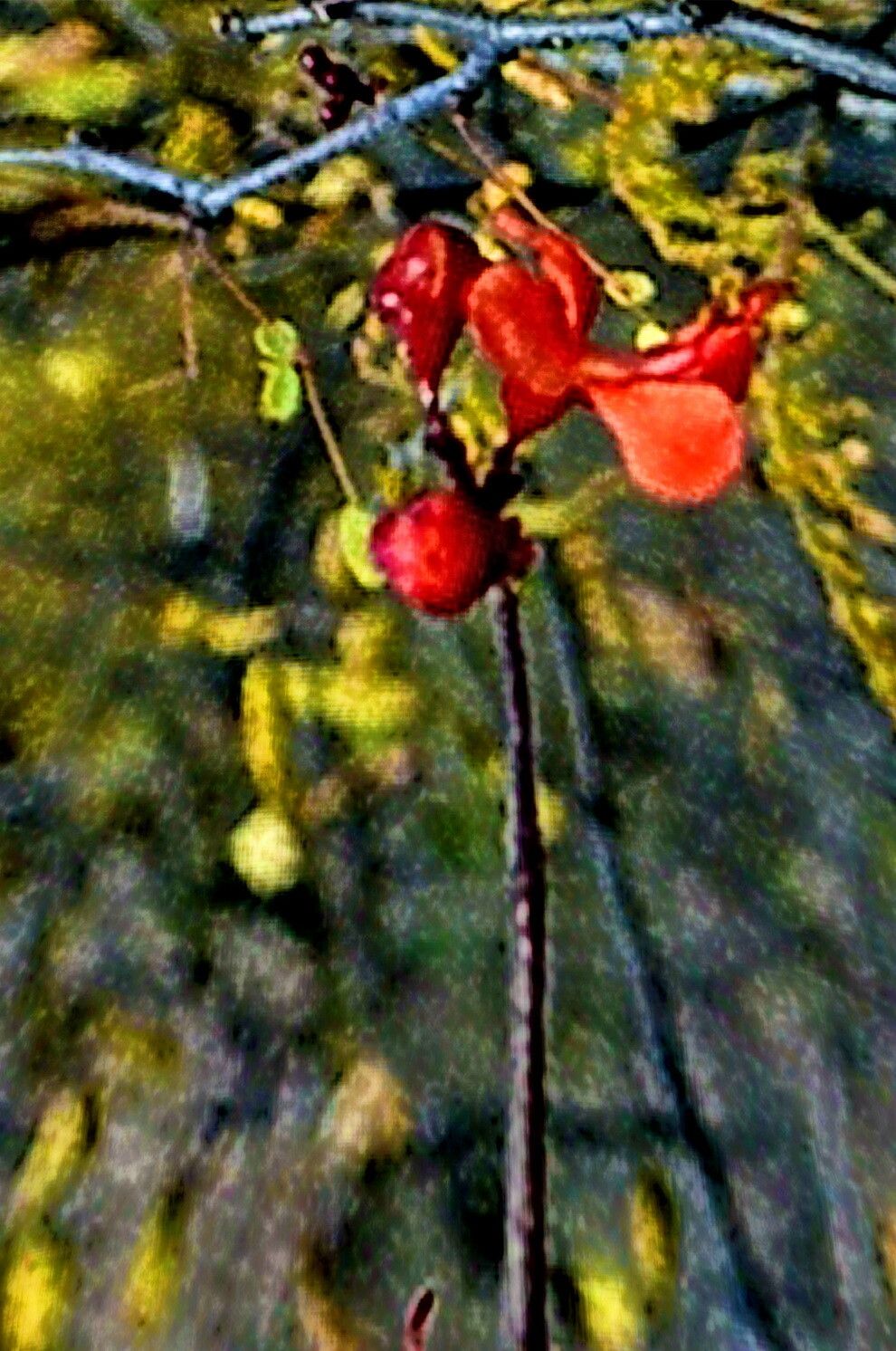 Erythrostemon melanadenius — houseplant care guide