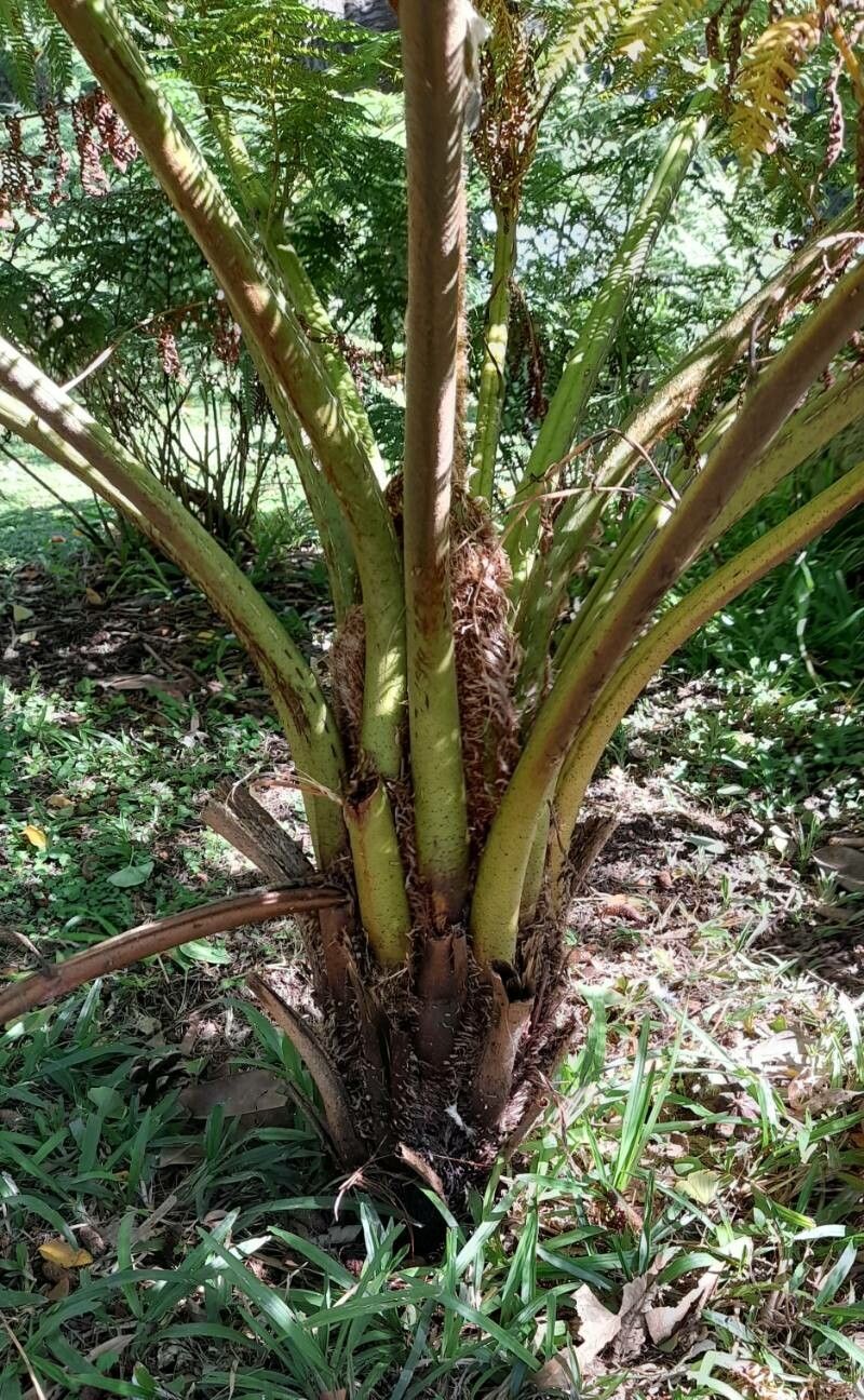 Alsophila australis habit