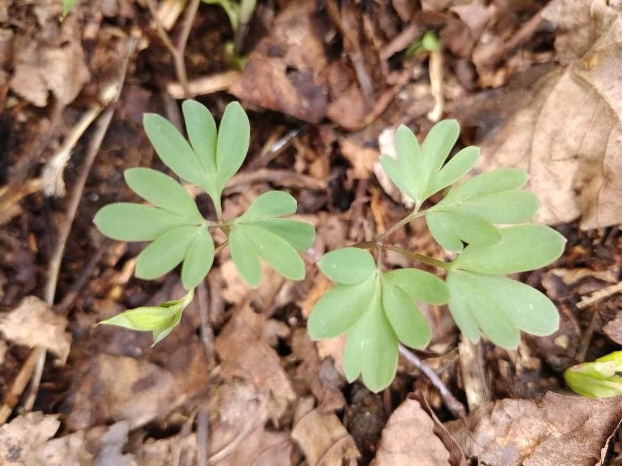 Corydalis intermedia leaf