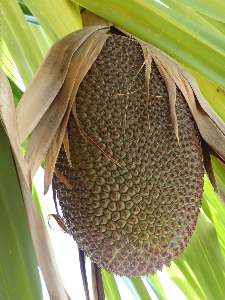 Pandanus viscidus — houseplant care guide