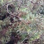 Chamaecyparis thyoides